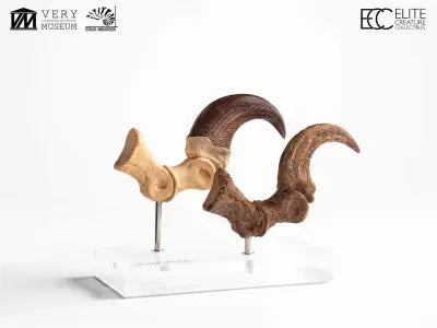 JURASSIC PARK VELOCIRAPTOR FOOT CLAW AND FOSSIL CLAW SET