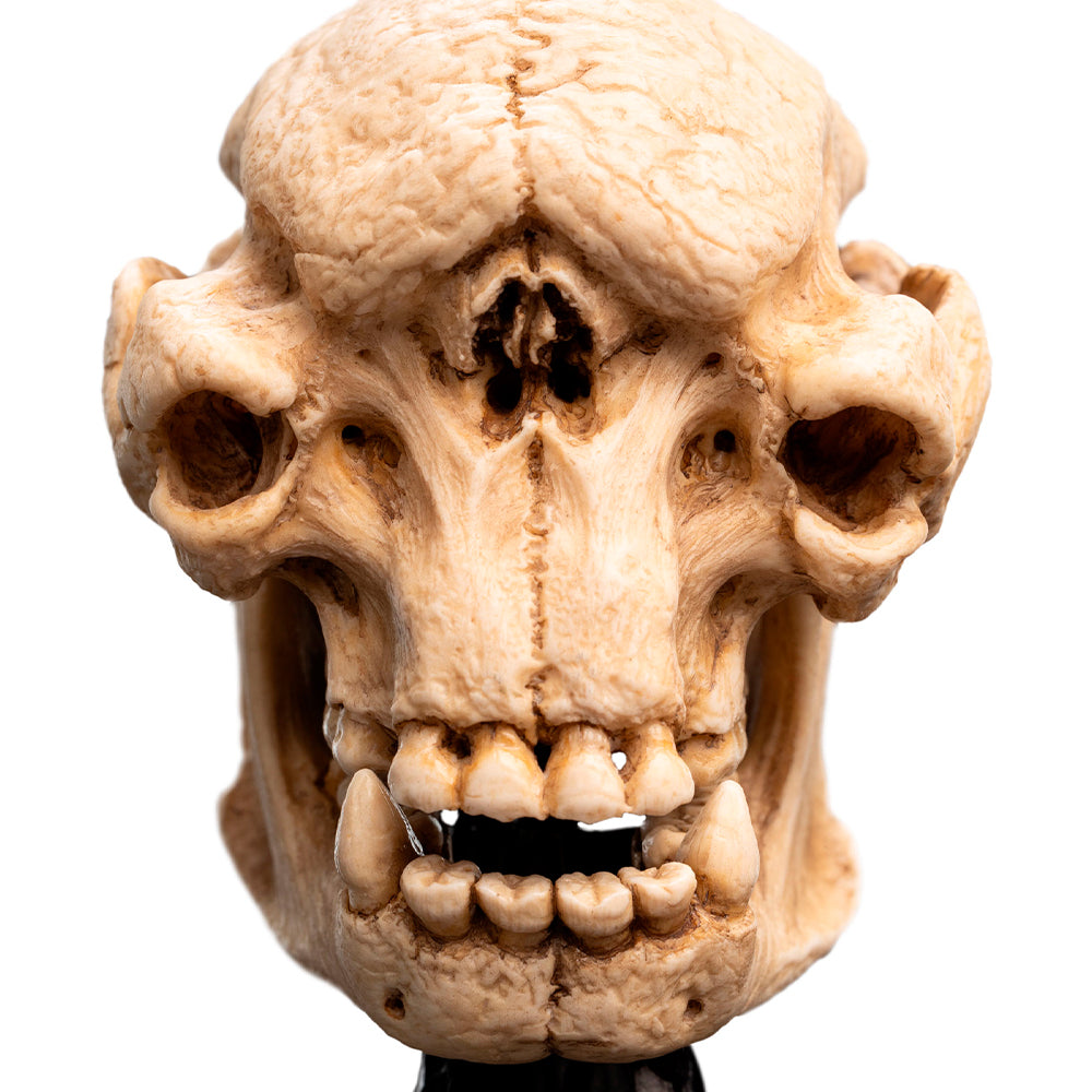 Weta Workshop Lord of the Rings - Skull of a Cave Troll Minuature