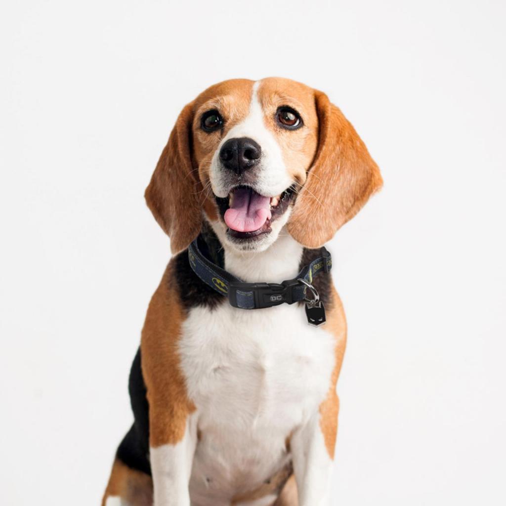 BATMAN - Dog Collar - S