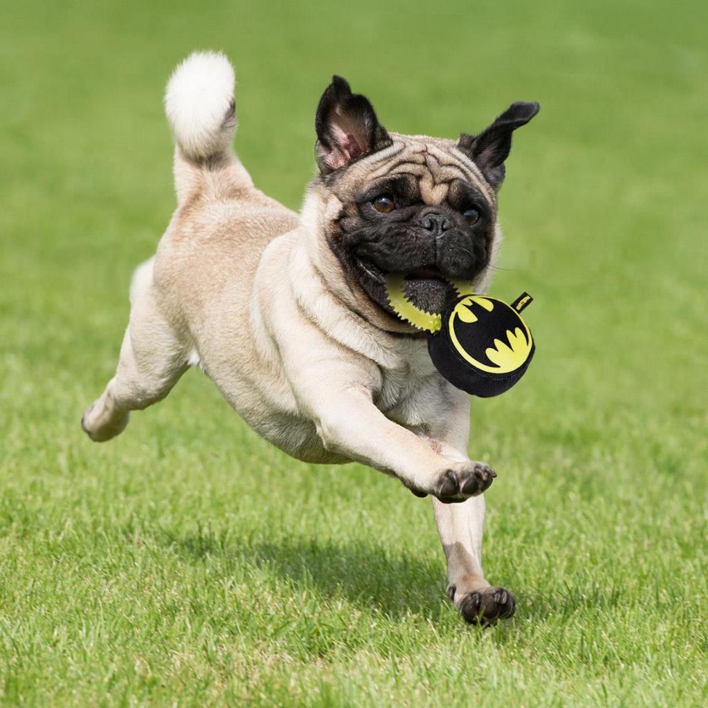 BATMAN - Toy - Teething Ring for Dog