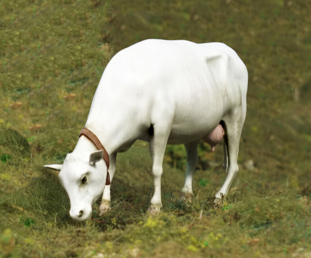 Cow standing