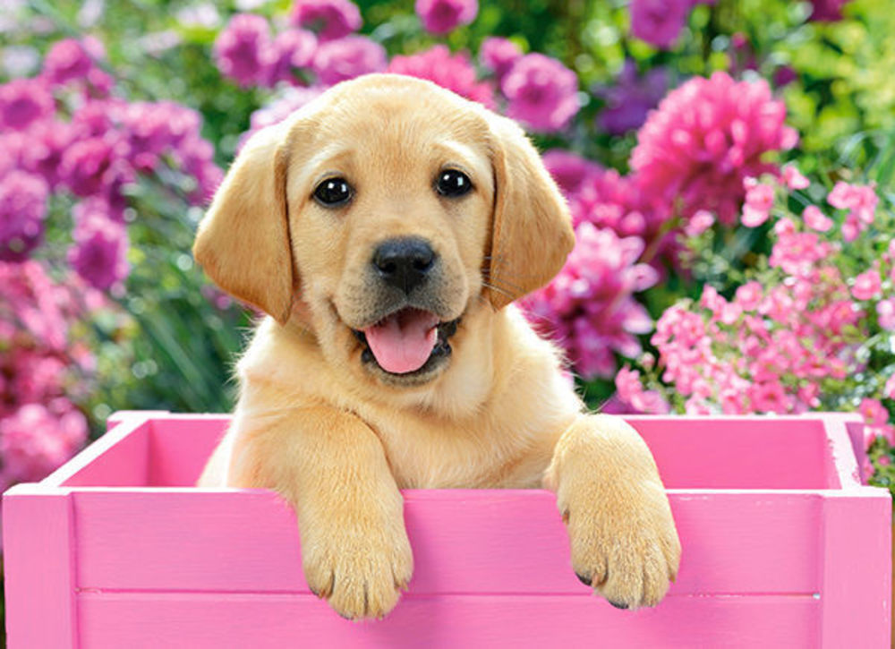 Labrador Puppy in Pink Box,Puzzele 300 T