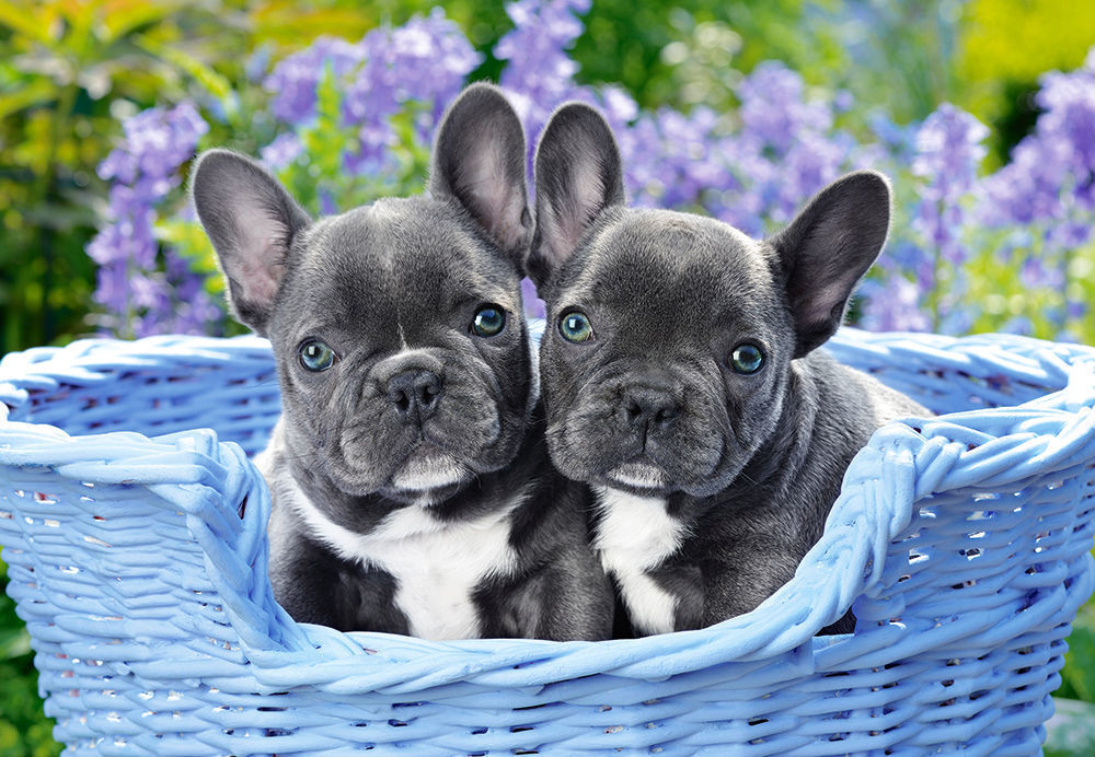 French Bulldog Puppies,Puzzle 1000 Teile