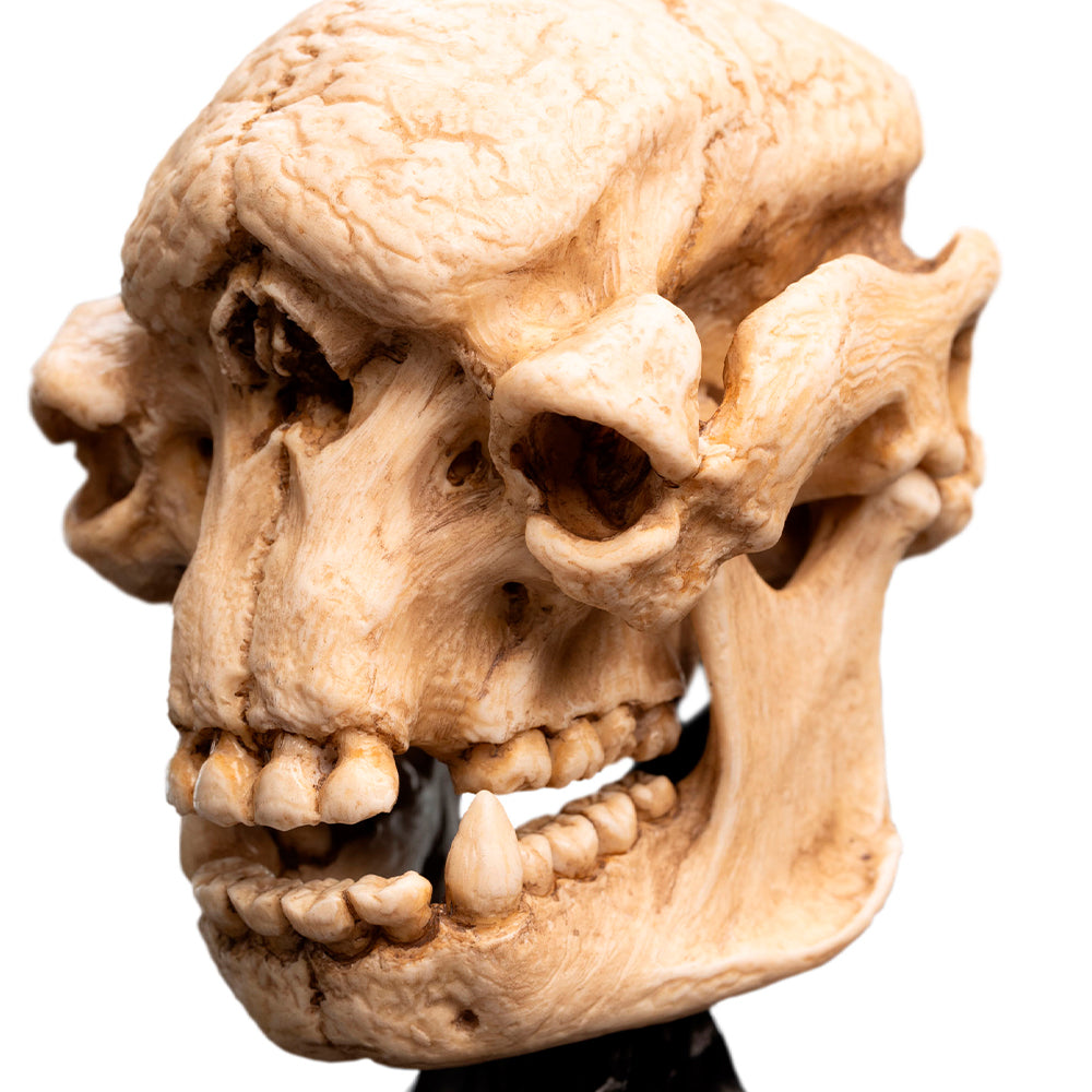 Weta Workshop Lord of the Rings - Skull of a Cave Troll Minuature