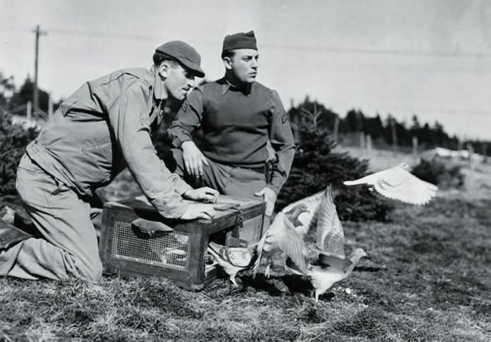 U.S. pigeons of war