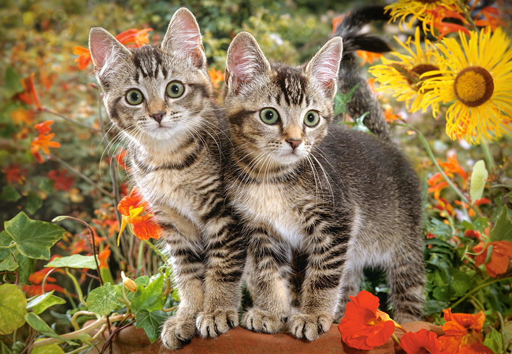 Kitten Buddies, Puzzle 1500 Teile