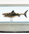 Jaws Maquette 1/18 Jaws Bronze 60 cm
