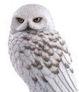 Harry Potter Magical Creatures Statue Hedwig 24 cm