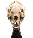 Lord of the Rings Mini Statue Skull of a Warg 20 cm